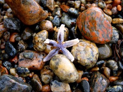 starfish on rocky beach