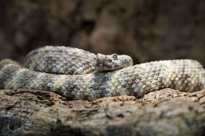 curled up snake