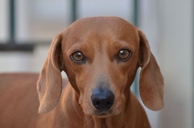 serious looking puppy