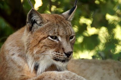 bobcat in the wild