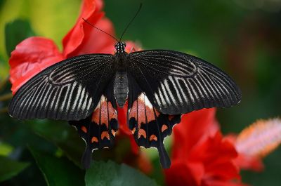 black and red butterfy