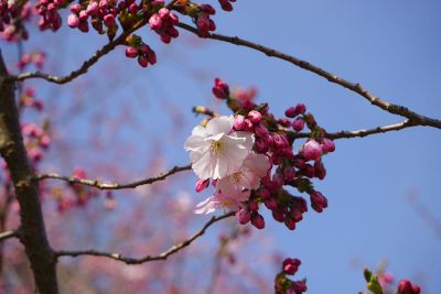 crab apple flower