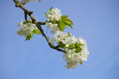 white flowers on a branch with green leaves