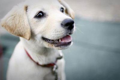 white dog smiling