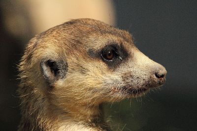 profile of a meerkat