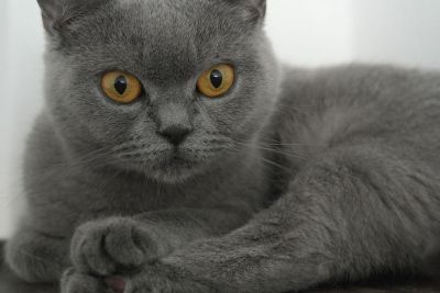 gray cat with yellow eyes