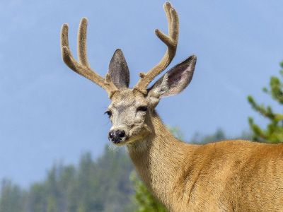 a deer with horn