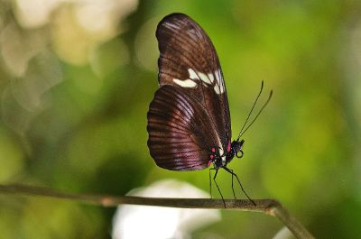 brown moth resting on a branch