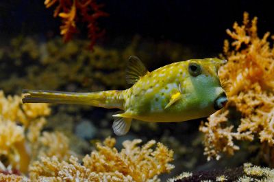 yellow spotted puffer fish