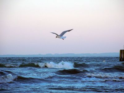 bird flying over the ocean