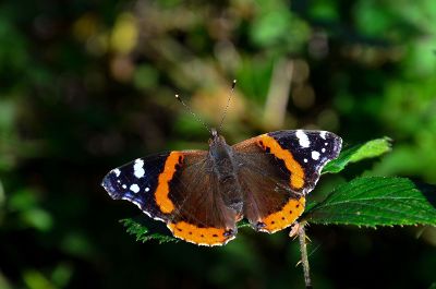 orange and brown butterfly on a green leaf