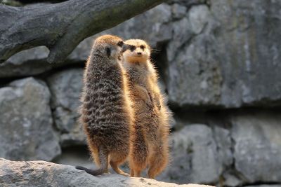 meercats standing