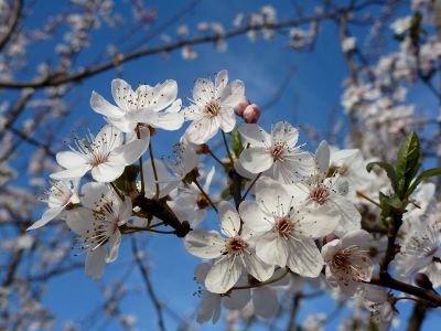 blooming flowers on a branch