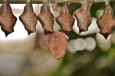 brown leaves hanging on a branch with a moth