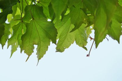 leaves on tree