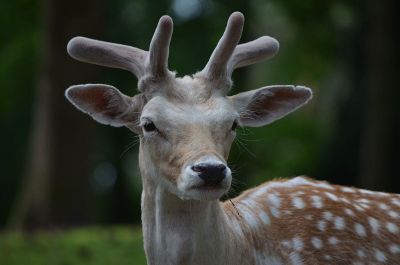 a horned deer with spots