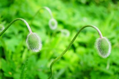 green hairy seed pod