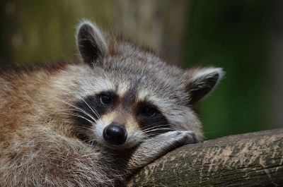 raccoon resting on limb