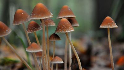 small orange mushrooms in nature