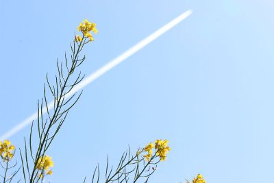 tall yellow flower