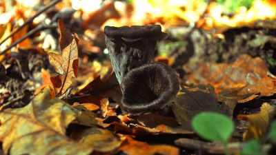 mushrooms growing surrounded by leafs