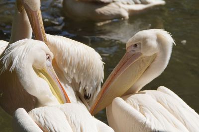 pelicans sun bathing