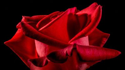single red rose