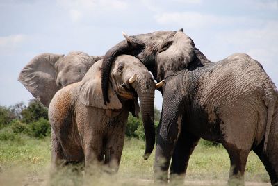 elephant trio in the wild