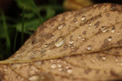 fallen leaf