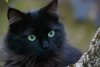 cute black cat