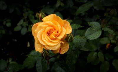 orange rose with raindrops