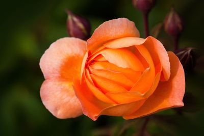 orange rose blossoming