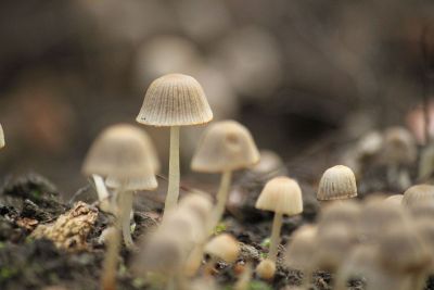 white mushrooms