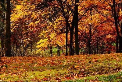 leaves on a forest floor