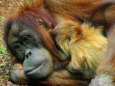 mother and baby orangutan