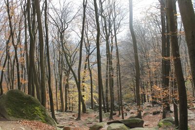 secluded fall forest