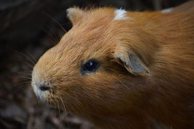 guinea pig determined