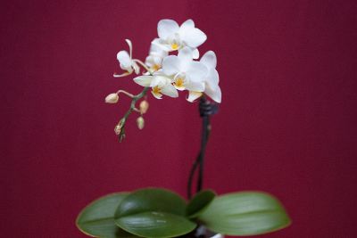 white orchid flower