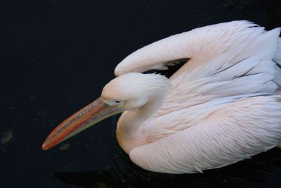 beautiful bird in the water