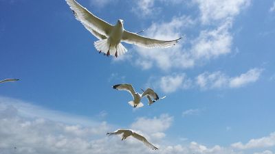 seagulls flying