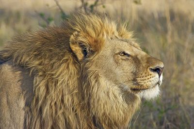 lion in field