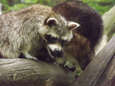 raccoons in woods