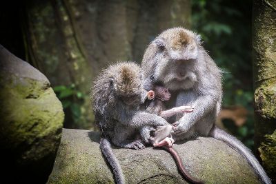 monkey family poses