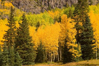 green and yellow trees