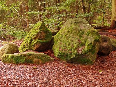 mossy rocks on forest floor