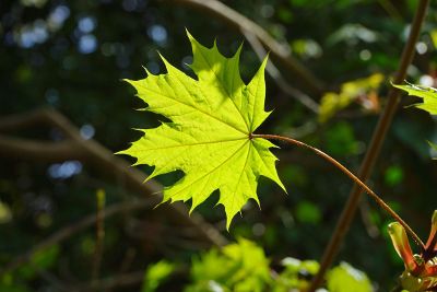 leap on branch