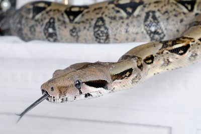 snake with tongue out