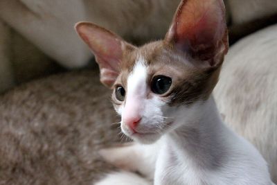 brown and white cat