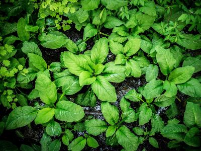 green plants in the ground