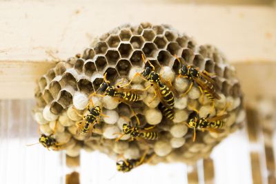 beehive with bees